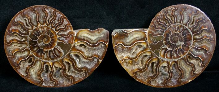 Beautiful Inch Cut and Polished Ammonite Pair #6187